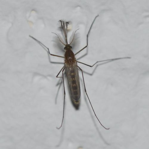 Réf. 334 630 : Culex sp.